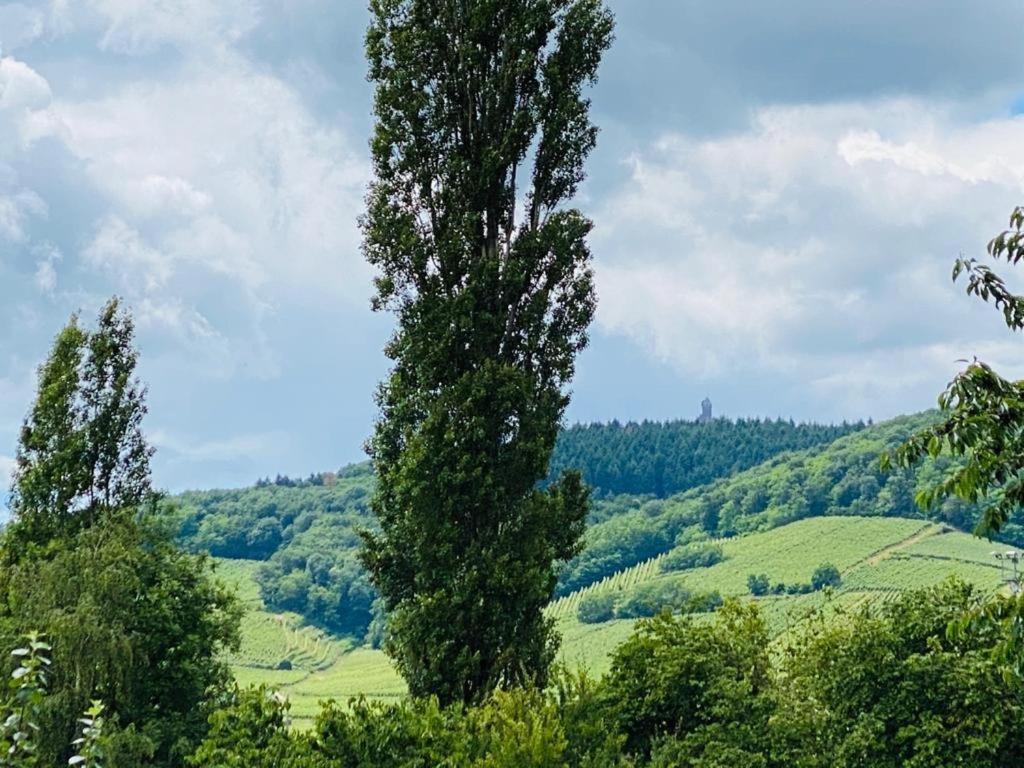 Gite Spa La Grange Kintzheim Εξωτερικό φωτογραφία